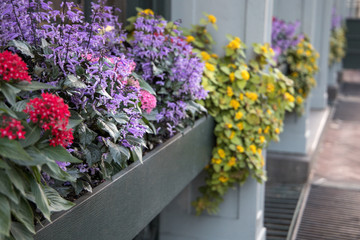 Fototapeta na wymiar Spring Flowers in Window Sill Planter Box Among Home House Business Building for Curb Appeal
