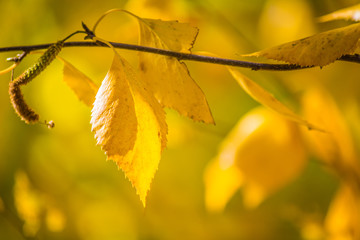 Autumn birch leaves on a brown branch on a yellow sunny background.