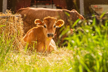 Cow outside in the paddock