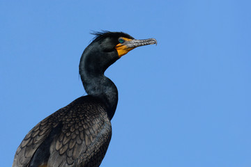 Portrait of double-crested cormorant or phalacrocorax auritus against blue sky