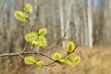 Tender willow. Fluffy flowers of a willow. Yellow. Close up.