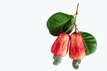Cashews  fruit ripe with leaf isolated on a white background
