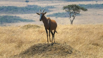 front on view of topi on a termite mound in masai mara