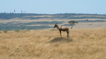 Naklejka na ściany i meble long shot of a topi on a termite mound in masai mara