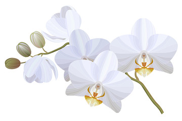Naklejka na ściany i meble Vector realistic illustration of white orchid flowers on white background