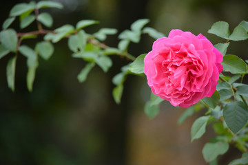 Pink Rose