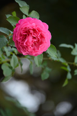 Pink Rose