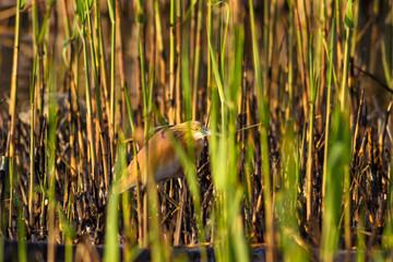 Burnt reeds and bird. Black green nature background. Bird: Squacco Heron Ardeola ralloides.