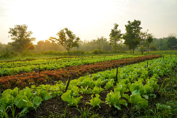 Fototapeta na wymiar Landscape of organic vegetables cultivation farm, growing in rows with morning light