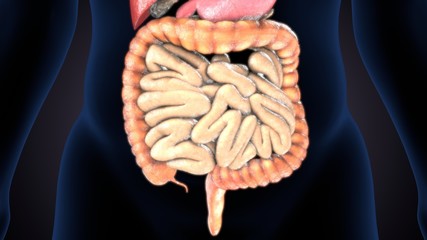 3D Illustration of Human Digestive System Anatomy (Stomach with Small Intestine)
