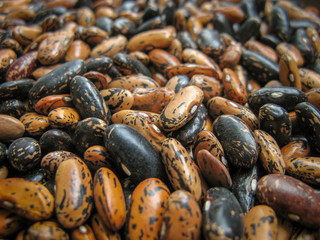 These beans (Phaseolus vulgaris)  plant in northern Iran, Gilan provinc
