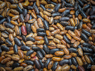 These beans (Phaseolus vulgaris)  plant in northern Iran, Gilan provinc