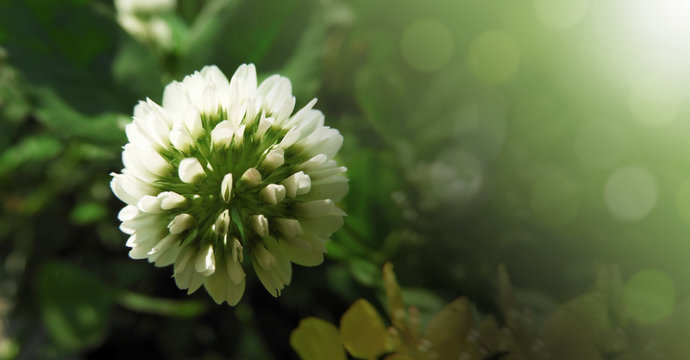 white flower of hop-clover