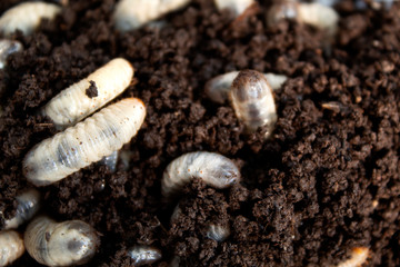 beetle lavas in soil.  group of larvas in soil . fat insect larvae