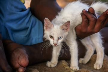 Fototapeta na wymiar Kitten with Heterochromia