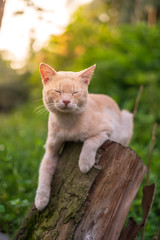 Close up portrait of cute and adorable cat sitting on wood with beautiful sunrise scenery in wild forest.