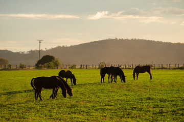 Fototapeta na wymiar Horse in a countryside