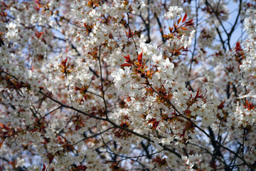 Pink and white blossoms of a sakura cherry prunus tree