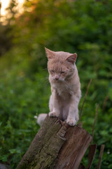 Naklejka na ściany i meble Close up portrait of cute and adorable cat sitting on wood with beautiful sunrise scenery in wild forest.