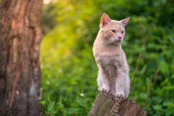 Close up portrait of cute and adorable cat sitting on wood with beautiful sunrise scenery in wild forest.
