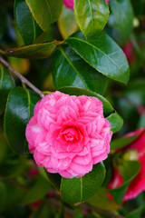A pink camelia japonica flower in bloom