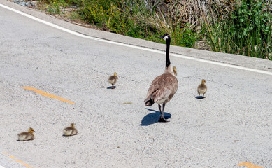 Canada goose and goslings crossing the road two goslings decide to stop and rest in the middle of the road