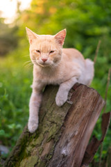 Fototapeta na wymiar Close up portrait of cute and adorable cat sitting on wood with beautiful sunrise scenery in wild forest.