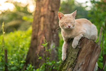 Close up portrait of cute and adorable cat sitting on wood with beautiful sunrise scenery in wild forest.