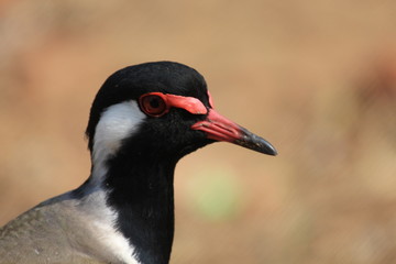crane looking at you