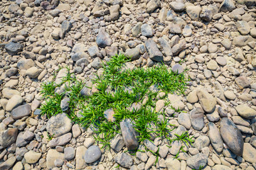 Green grass and stones.