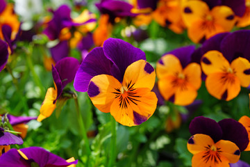 Orange and purple johnny-jump-up pansy violet flowers