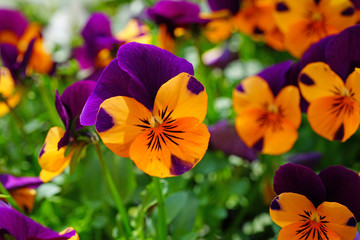 Orange and purple johnny-jump-up pansy violet flowers © eqroy