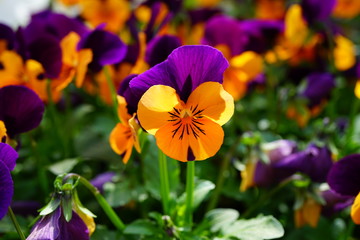 Orange and purple johnny-jump-up pansy violet flowers © eqroy