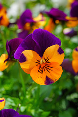 Orange and purple johnny-jump-up pansy violet flowers © eqroy