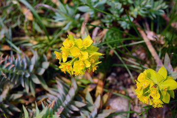 Green euphorbia plant (spurge) growing in the garden