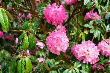 Pink rhododendron flowers growing on a shrub in the spring
