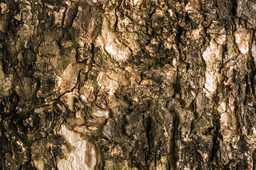 close up texture of tree bark cracked down grooves to be used to further create your work. Selective focus