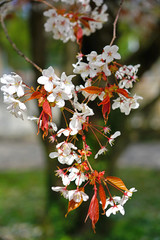 Pink and white blossoms of a sakura cherry prunus tree