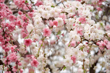 八重桜