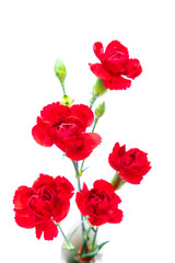 カーネーション