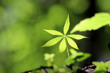 Natural green leaves