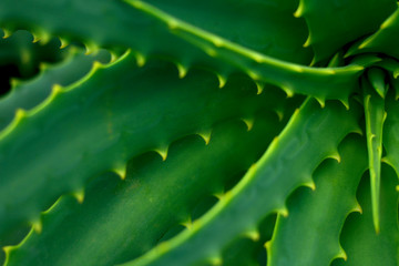 Blurred texture background. Fragment of green leaves of aloe with prickles. Cropped shot, horizontal, place for text, nobody, in the open air. Nature concept.
