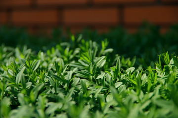 Green small leaves of a bush on a background of a brick wall. Cut off picture, horizontal, place...