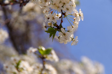 A branch of flowering cherry on a background of blue sky. Cropped shot, horizontal, place for text, nobody, background. Concept of nature and spring.