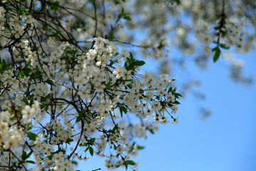 A branch of flowering cherry on a background of blue sky. Cropped shot, horizontal, place for text, nobody, background. Concept of nature and spring.