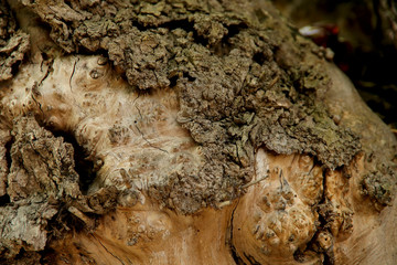 Blurred abstract background. The texture of the trunk of an old tree with cracks and convolutions. Cropped shot, horizontal, place for text, nobody. Nature concept