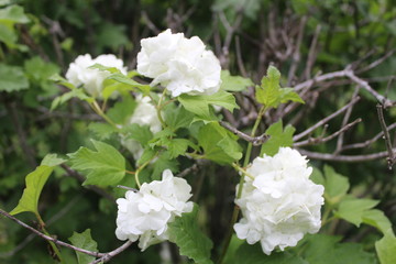 white flowers in garden