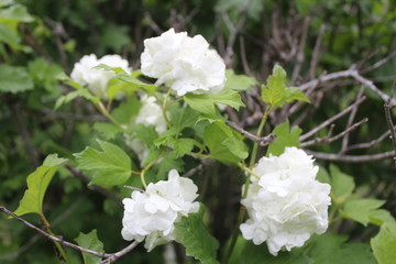 white flowers in the garden