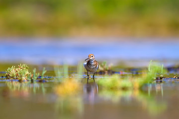 Cute bird Common Sandpiper. Natural Background. Actitis hypoleucos. Bafa Lake. Turkiye.