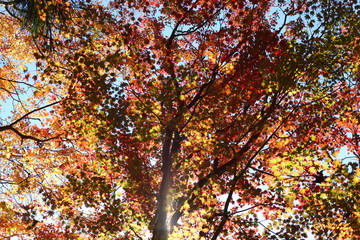 川見薬師寺の紅葉